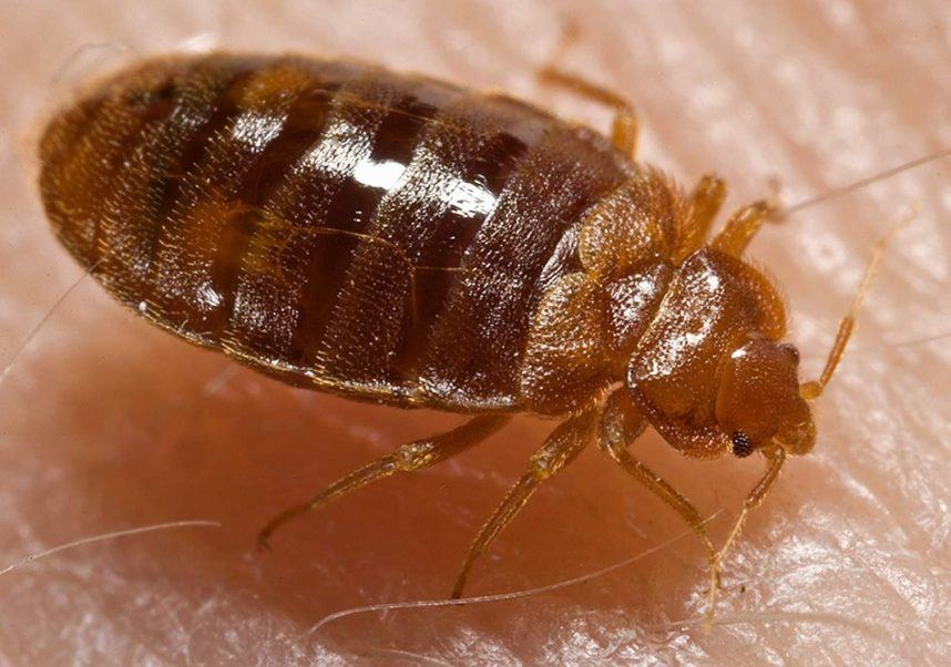 Las Vegas Bed Bug Epidemic? Luxor, Treasure Island Latest Named in Lawsuits (Land Casino &amp; Gambling News (Casino Projects &amp; Openings) - Casino.org)